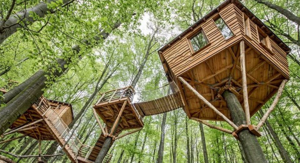 Séminaire dans les arbres 