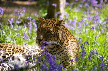 Safari en Normandie 